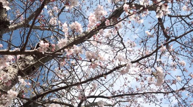 お花見🌸長距離ウォーキング≪体力向上プログラム≫のイメージ画像