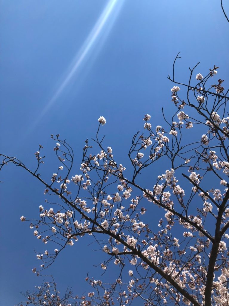 【自然を味わうイベント】稲岸公園でお花見をしました♪のイメージ画像