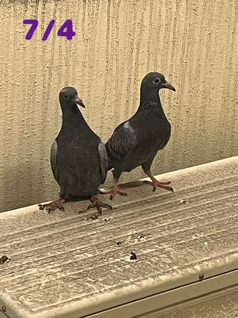 非常階段から巣立った鳩さん達－成長記録-のイメージ画像