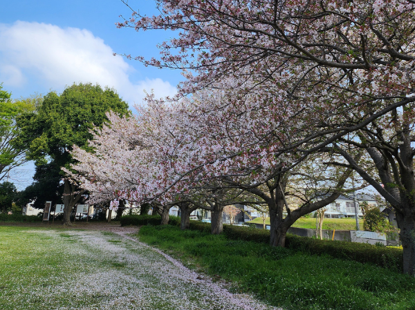 🌸お花見にいってきました！のイメージ画像
