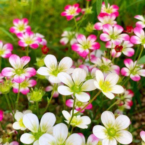 おでかけ＊クモマグサの花言葉のイメージ画像