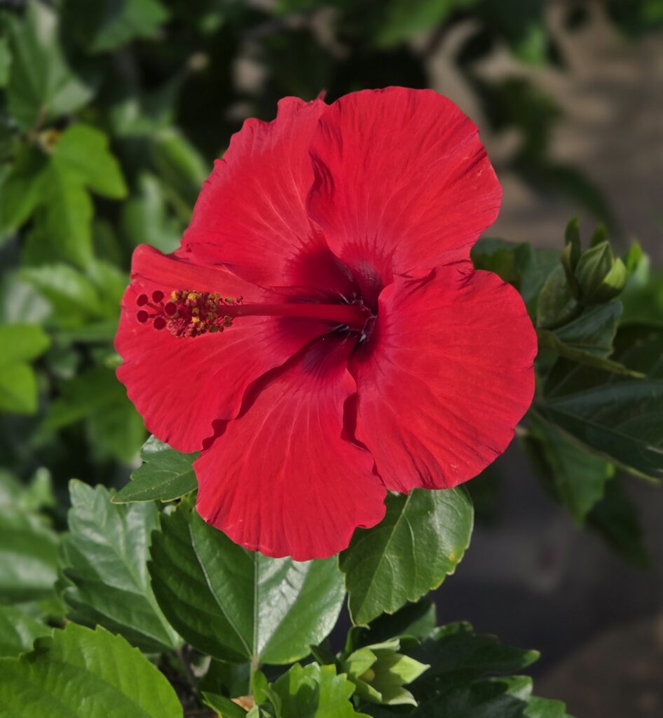 🌺 あなたの日常にリゾート気分を。華やかなハイビスカスを育ててみよう♪　　　　　　のイメージ画像