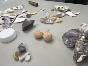 ビーチコーミングの貝殻・小石