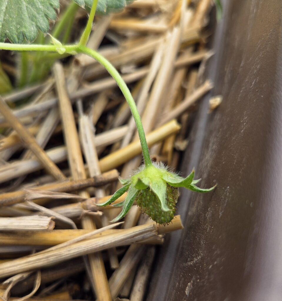 初めての冬いちご栽培にチャレンジ🍓のイメージ画像