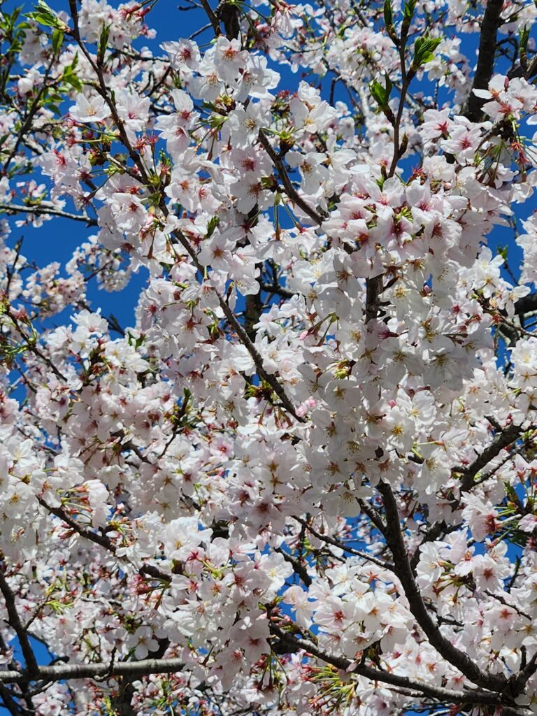 春といえば…のイメージ画像