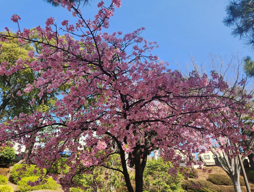 【ホワイトデー企画】ホワイトデーに何を作りたいですか？のイメージ画像